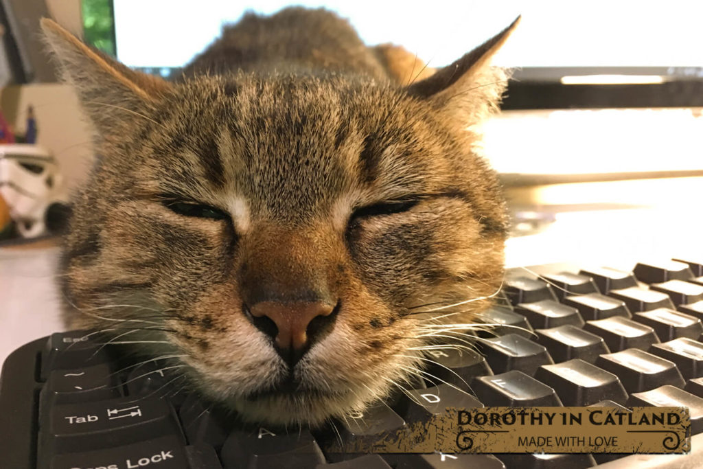 Dorothy In Catland - my cat in shop