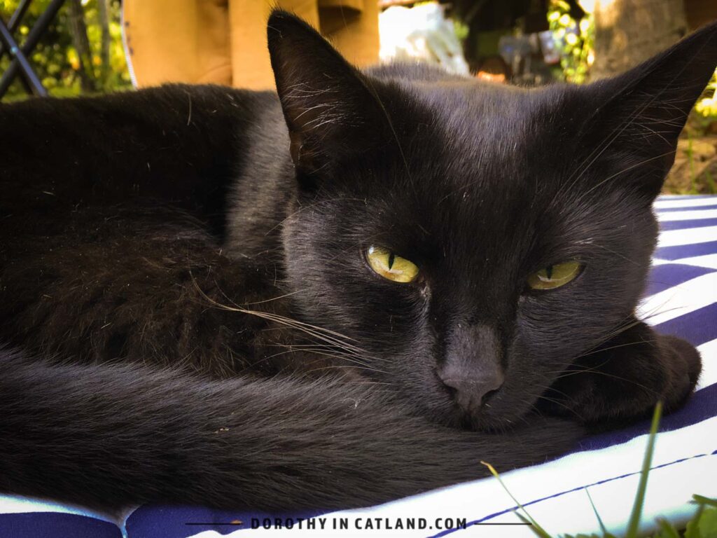 Dorothy in Catland - My cat - Fred