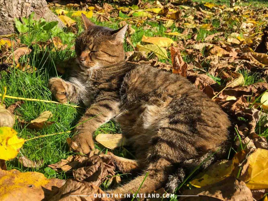 Dorothy in Catland - My cat - Pixel