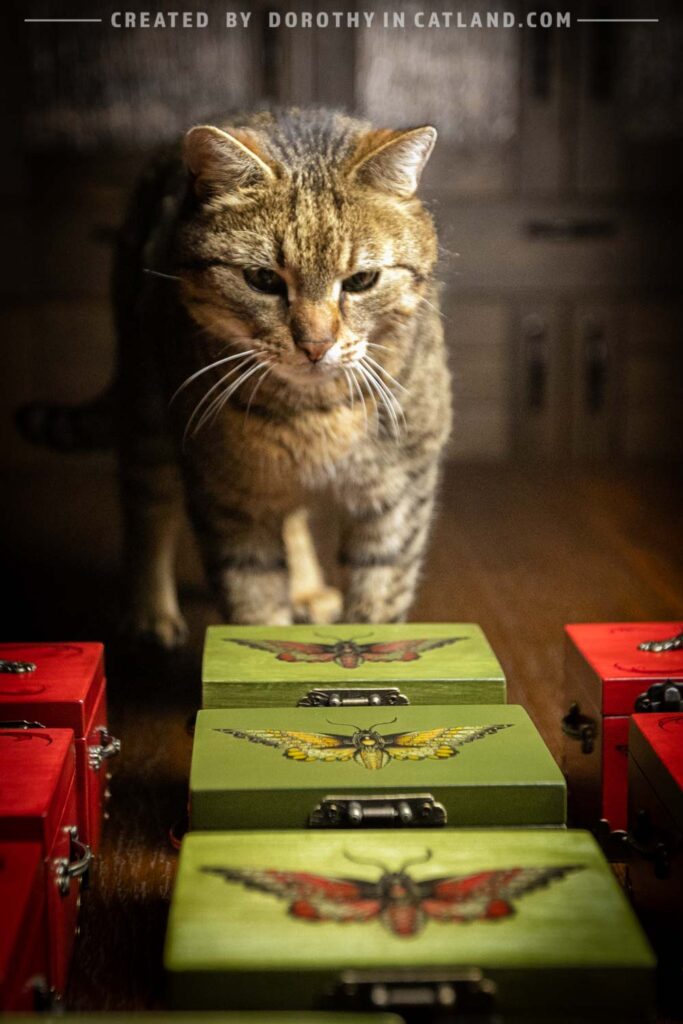 Dorothy in Catland - handicraft shop