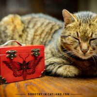 Dorothy in Catland - decorative red small treasure box with moth - Drewniana czerwona szkatułka z ćmą - prezent dla kobiety