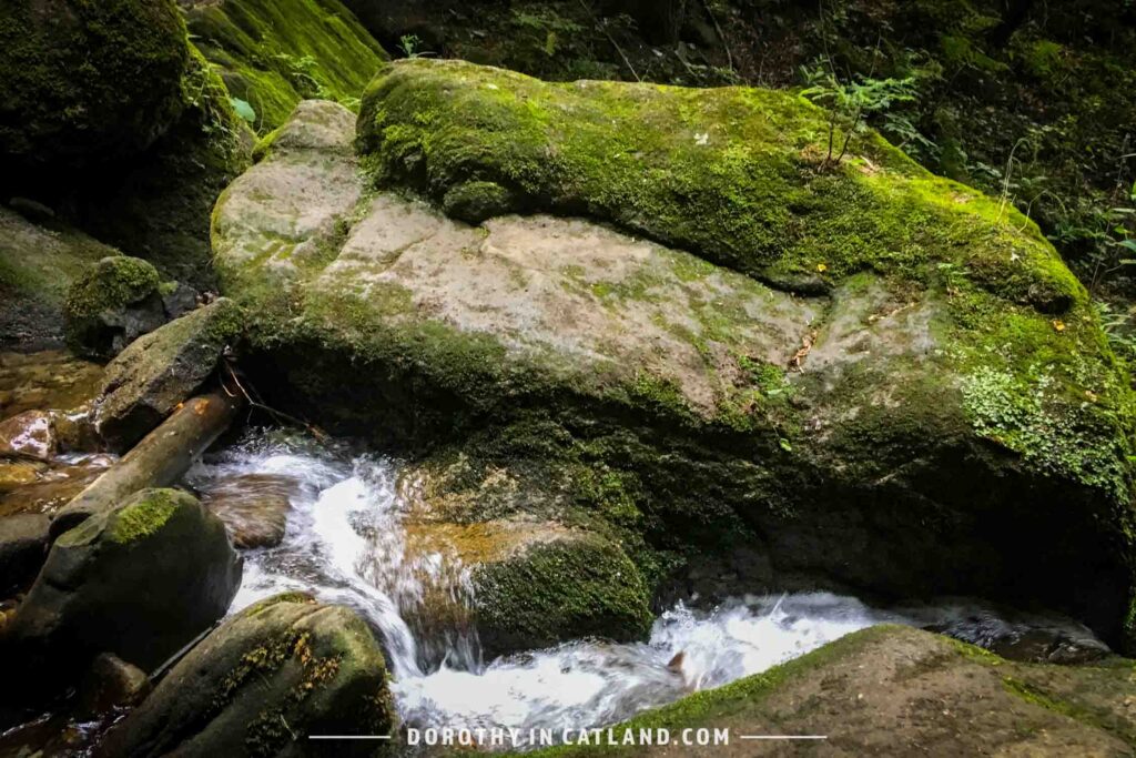 Dorothy in Catland - Stream in the forest