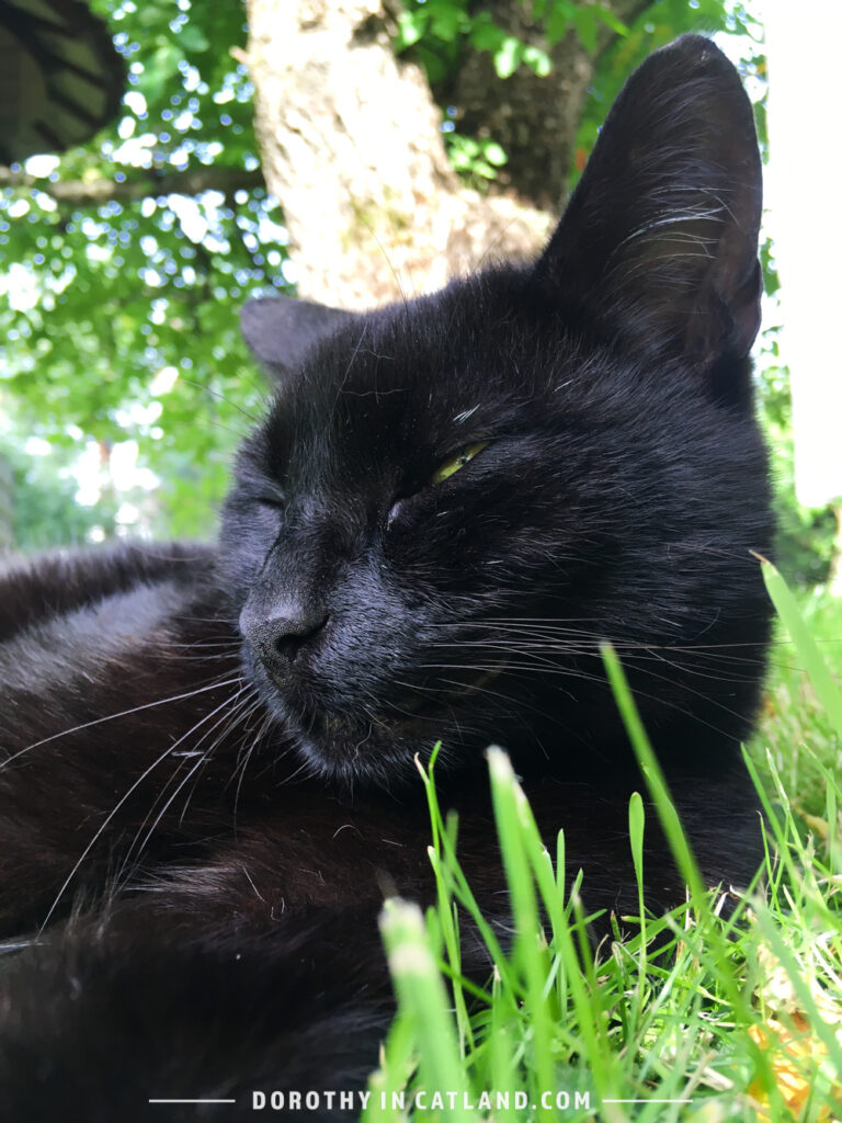 Dorothy in Catland - Kot Fred