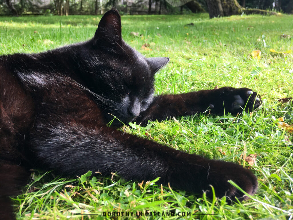 Dorothy in Catland - Kot Fred
