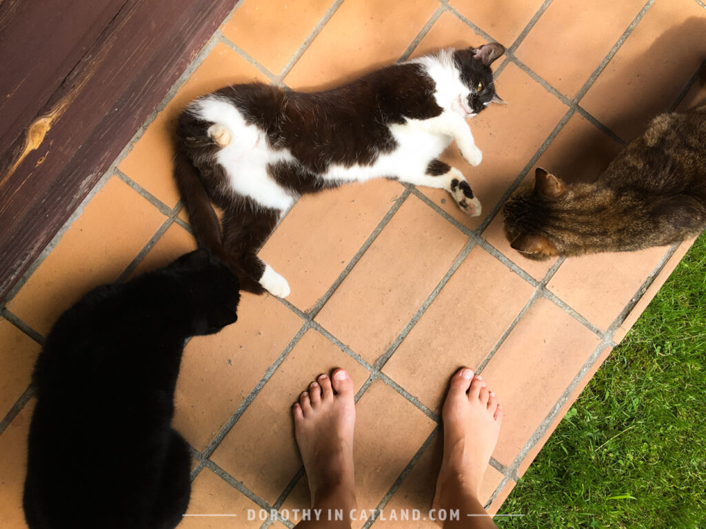 Dorothy in Catland - Koty