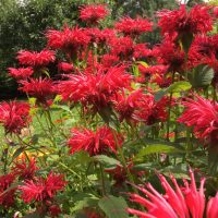 Dorothy in Catland - Flowers Monarda - Kwiaty Pysznogłówka