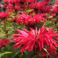 Dorothy in Catland - Flowers Monarda - Kwiaty Pysznogłówka